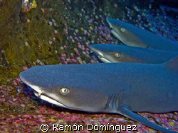 White tip reef sharks trio.  by Ramón Domínguez 